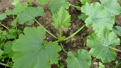 the young shoots of squash in the garden