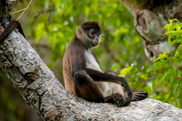 Mono araña (Ateles geoffroyi) sentado en árbol en la Reserva de la Biósfera de Calakmul, Campeche.
