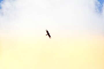 birds in the sky
