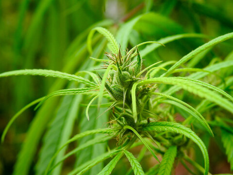 A close up shot of cannabis leaves and bud.