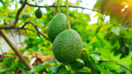 Hass avocado in avocado breeding park, Tak province, Thailand
