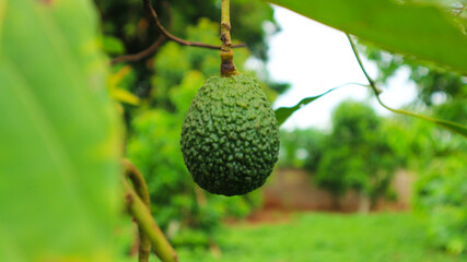 Hass avocado in avocado breeding park, Tak province, Thailand