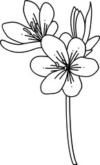modern minimalist line art flowers