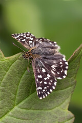 Obraz premium A Grizzled Skipper Butterfly basking on a green leaf.