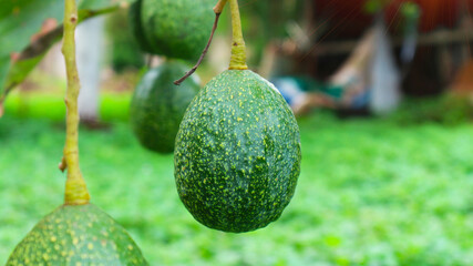 The 8th avocado species in the avocado breeding park, Tak, Thailand