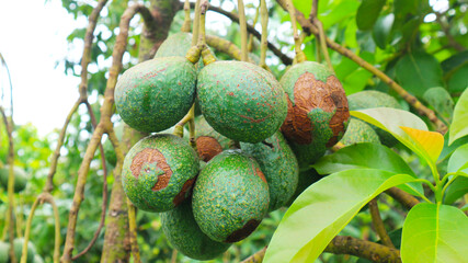 Fototapeta premium Hass avocado in avocado breeding park, Tak province, Thailand