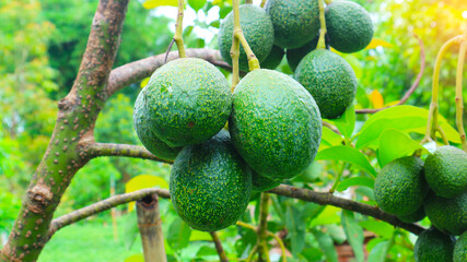 The 8th avocado species in the avocado breeding park, Tak, Thailand