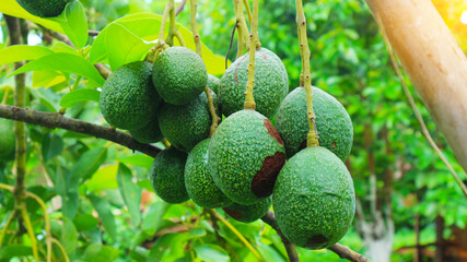 The 8th avocado species in the avocado breeding park, Tak, Thailand