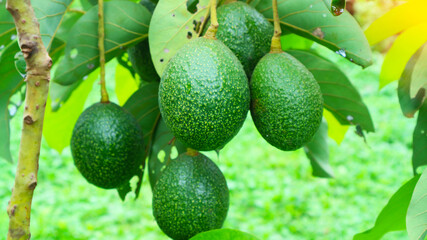The 8th avocado species in the avocado breeding park, Tak, Thailand