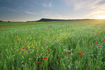Spring green medoaw of flowers at sunset.