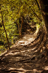 Jungle view in Hong Kong Mountains during the hiking on Dragons back hiking path near Shek O