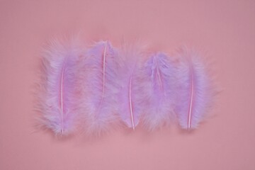 Pink feathers in pastel colors. feathers set close-up background.Soft focus.  Delicate purple soft background. 