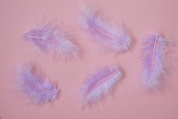 Pink feathers.Feathers texture in pastel colors. feathers set close-up background.Soft focus.  Delicate purple soft background. 
