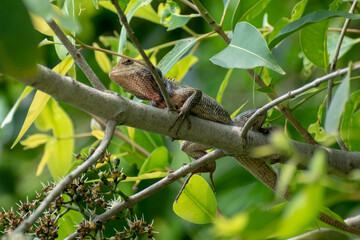 A chameleon (family: chameleonidi) sits on a small branch of a tree looking for food