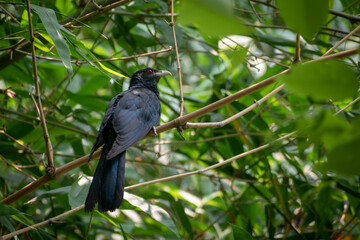 A male Asian Cuckoo bird (Eudynamys scolopaceus) resting on a branch of a bamboo tree
