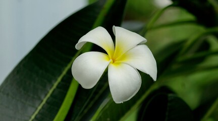 Natural photos: Popularly grown porcelain flowers (Vietnam) 