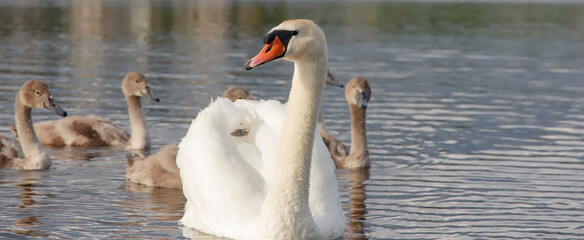 swimming white swan close-up with little swans behind   © Andrei