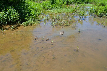 mother duck and baby ducks in water with mud