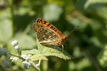 A Dark Green Fritillary Butterfly sitting on a Bramble leaf.