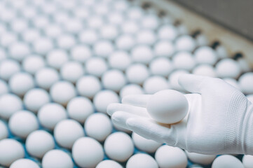 egg factory industry poultry conveyor production