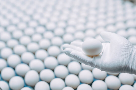 egg factory industry poultry conveyor production