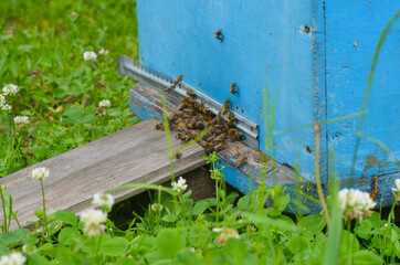 Obraz na płótnie Canvas The bees in the hive. Apiary with bees. The concept of beekeeping