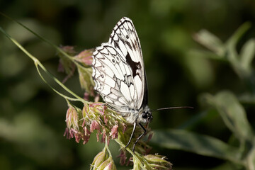 Fototapeta premium A Marbled White Butterfly sitting on A grass seed head.