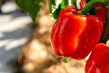 Closeup and crop red bell peppers with natural lights on blurred background