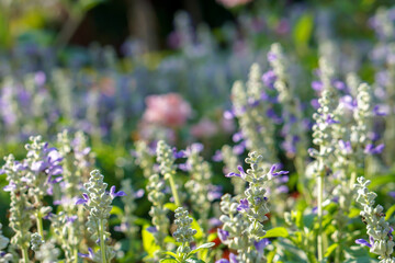 Obraz premium Closeup and crop little turtle flowers in a public park garden with natural sun light on blurry background.