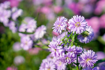Obraz premium Closeup and crop Aster flowers in a public park garden with natural sun light on blurry background.