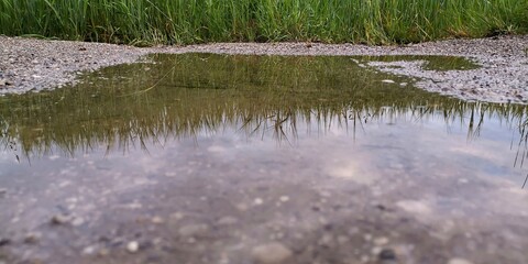 Fototapeta na wymiar grass and water