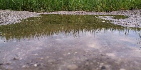 grass and water