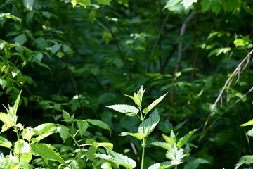 Green nettle leaves in the summer forest on a sunny day. Medicinal plant in the natural environment