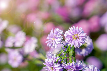 Closeup and crop Aster flowers in a public park garden with natural sun light on blurry background.
