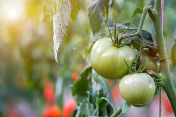 Closeup green tomato hang on branch with sun and lens flare on blurry background.