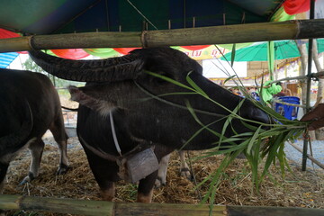 The buffalo eats grass in the pen.