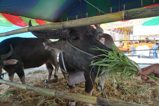 The buffalo eats grass in the pen.