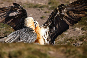 The bearded vulture (Gypaetus barbatus), also known as the lammergeier or ossifrage on the feeder. Adult pair of scavengers on rock.One trying to intimidate and drive away from food.