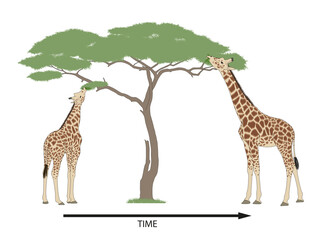 Giraffe evolution and natural selection. Millions of years later, after many generations, eventually all the Giraffe had very long necks © Aldona