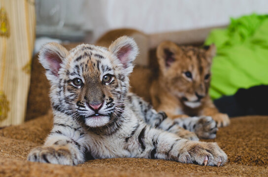 photo of a tiger cub behind which lies a lion cub