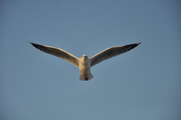 Obraz premium seagull in flight