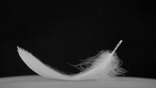 Tender white feather falling slowly on black background