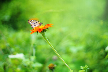 Morning butterflies and flowers