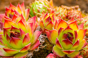 Agave-shaped Echeveria (stone rose) is a perennial herbaceous succulent plant of the family...