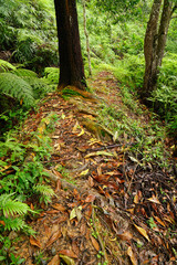 Fototapeta premium path in the forest