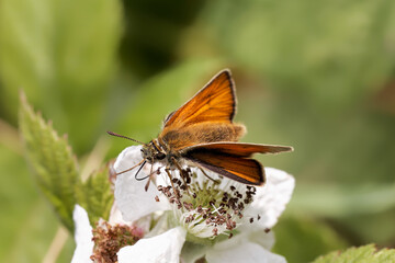 A Small Skipper Butterfly nectaring on a Bramble flower.