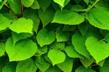 Fototapeta na wymiar Texture or background for text green leaves