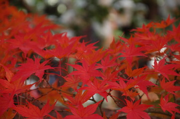 秋の紅葉