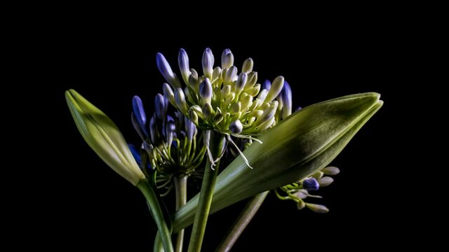 Lilly flower opening time lapse on black background 4k studio