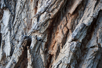 Bark of a Tree